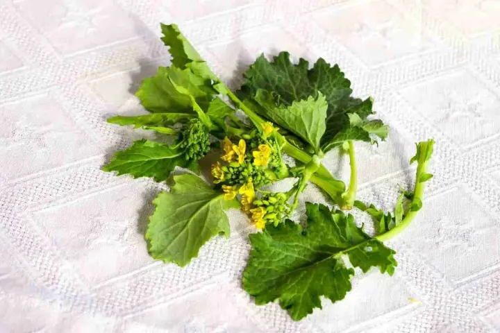 Un mazzo di friarielli freschi, con foglie verdi e piccoli fiori gialli, pronto per essere cucinato. Il periodo friarielli è un momento di gusto.