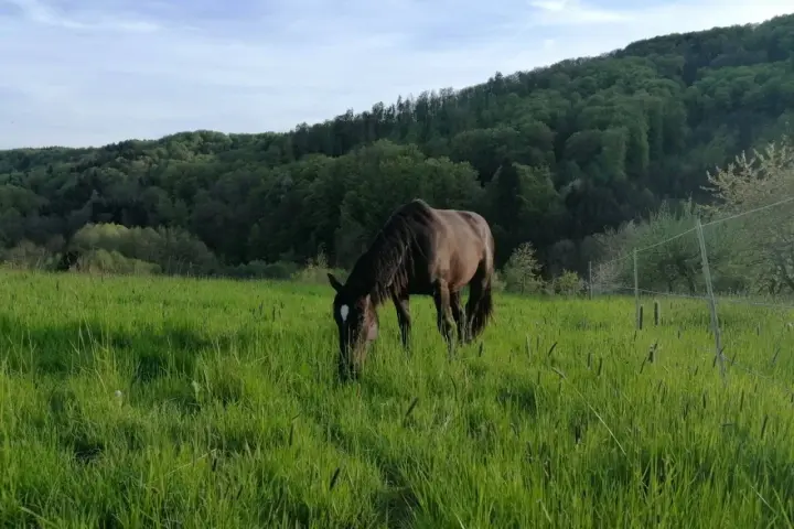 Un cheval brun broute dans une prairie verdoyante. Le moment idéal pour penser à quand semer prairie chevaux, avec des collines boisées en arrière-plan.
