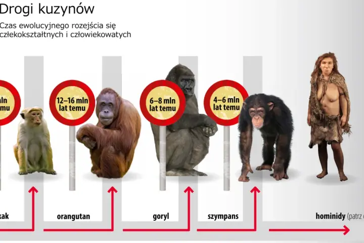 Ewolucja od makaka do hominidów. Obraz pokazuje rozchodzenie się dróg ewolucyjnych od wspólnych przodków, ukazując kolejno makaka, orangutana, goryla, szympansa i wreszcie pierwsi ludzie.