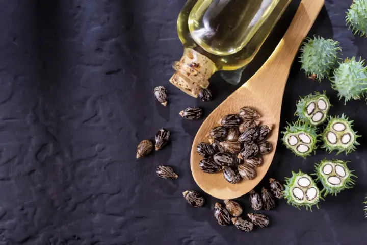 Semi di ricino e olio di ricino spalmato sulla pancia per un rimedio naturale.