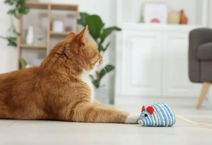 Zabawka dla kota DIY: proste pomysły na tanie i kreatywne zabawki