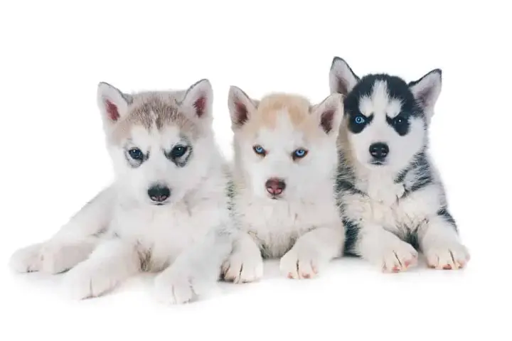 Ile kosztuje szczeniak husky? Ceny, które mogą cię zaskoczyć