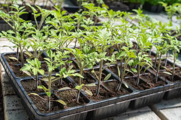 Små tomatplantor i plastbrickor. Den rätta temperaturen är avgörande för att de ska växa sig starka.