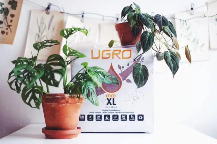 Två krukväxter, en Monstera Adansonii och en Philodendron, står framför en påse med kokosfiber jord.