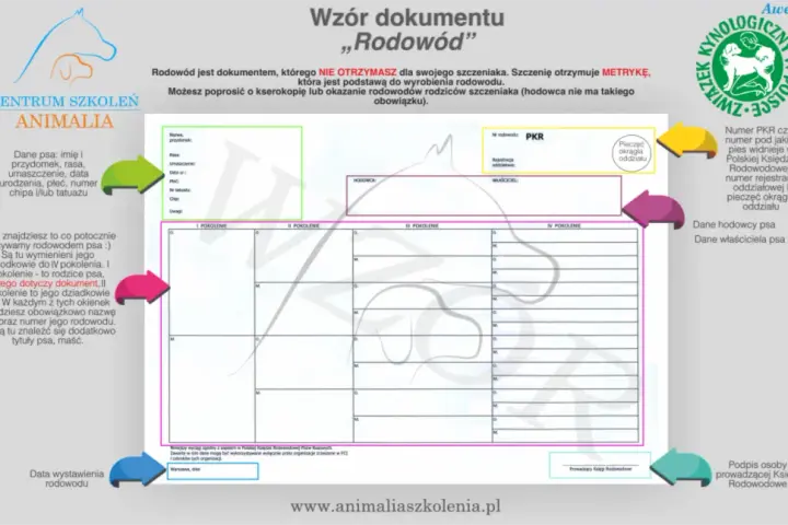 Jak uzyskać rodowód dla psa - proste kroki i ukryte koszty
