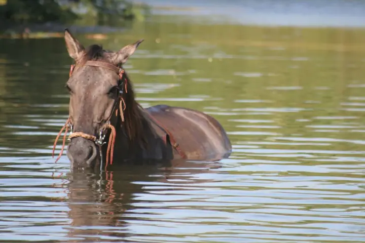 Un cheval brun, la tête hors de l'eau, se rafraîchit dans un lac. La **transpiration cheval** est évidente sur son pelage mouillé.