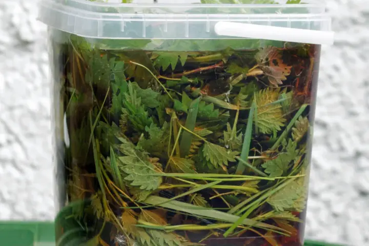Przezroczyste wiadro wypełnione po brzegi zielonymi liśćmi pokrzywy i trawą, przygotowywany naturalny nawóz z pokrzywy.
