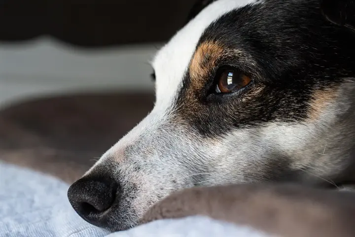 Smutny jack russell długowłosy leży, patrząc w dal.