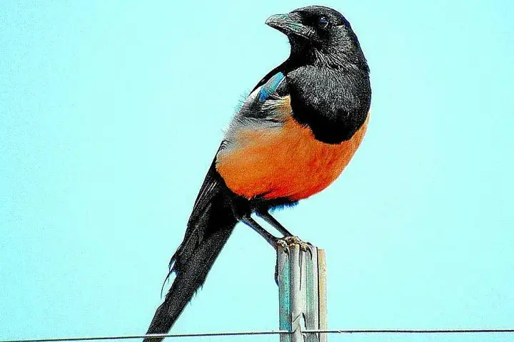 Pájaro urraca de plumaje negro y naranja brillante, posado sobre un poste contra un cielo azul claro.