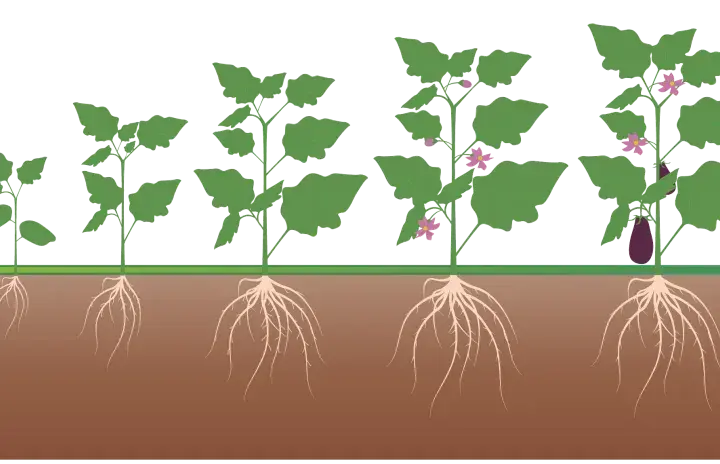 Fasi di crescita di una melanzana, dalla germinazione alla maturazione, con radici sviluppate. Un ottimo concime per melanzane favorisce questo processo.