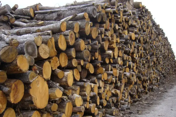Gros tas de troncs de châtaignier coupés, prêts à être utilisés comme bois de chauffage.
