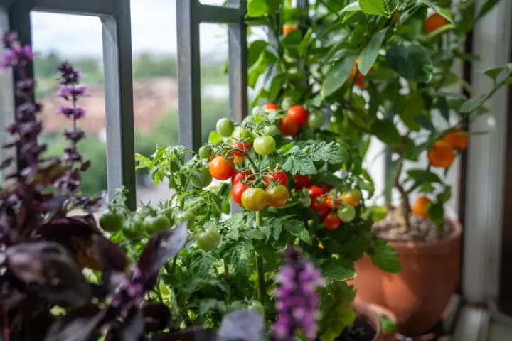 Un rigoglioso orto in terrazzo con pomodorini maturi e verdi, basilico viola e un piccolo albero di agrumi.