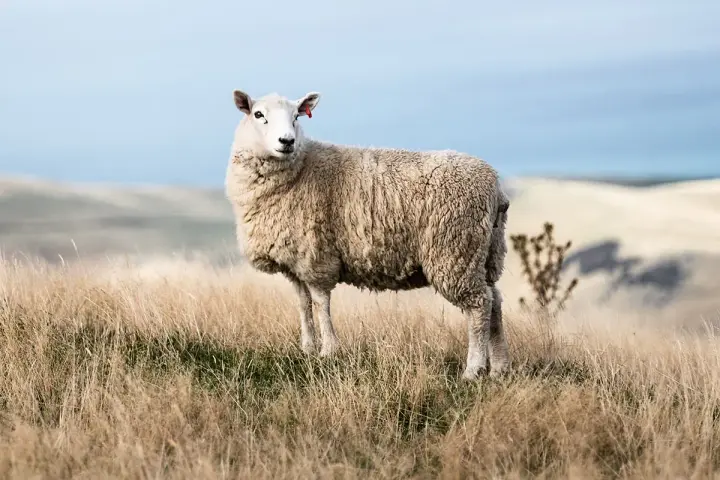 Une brebis à la toison épaisse se tient dans un champ d'herbes sèches. Sa laine merinos, c'est quoi ? Une fibre douce et chaude, idéale pour les vêtements.