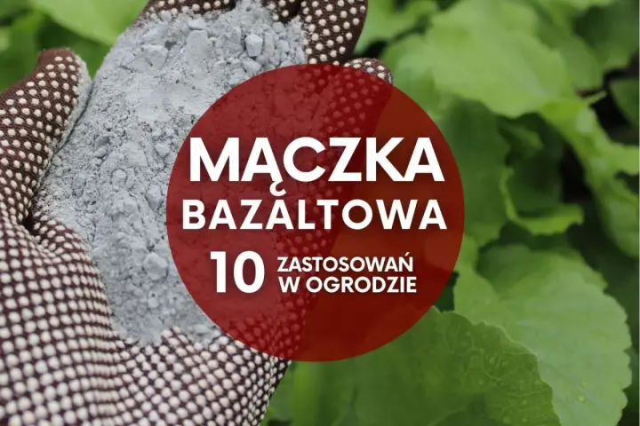 Ręka w rękawicy ogrodniczej trzyma mączkę bazaltową. Czerwone koło z napisem "Mączka bazaltowa - 10 zastosowań w ogrodzie" na tle zielonych liści.