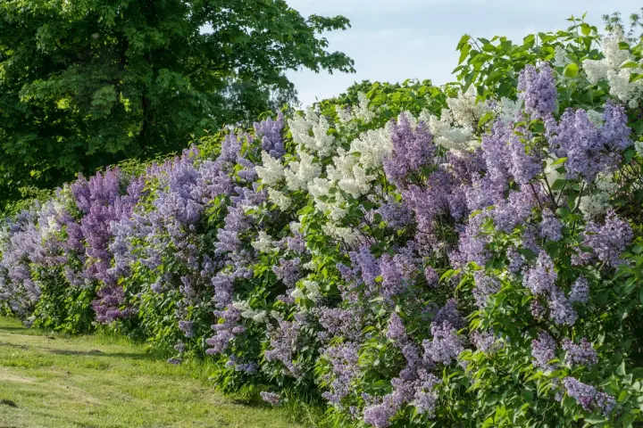 En lång häck av uppstammad syren i lila och vita nyanser blommar frodigt mot en grönskande bakgrund.