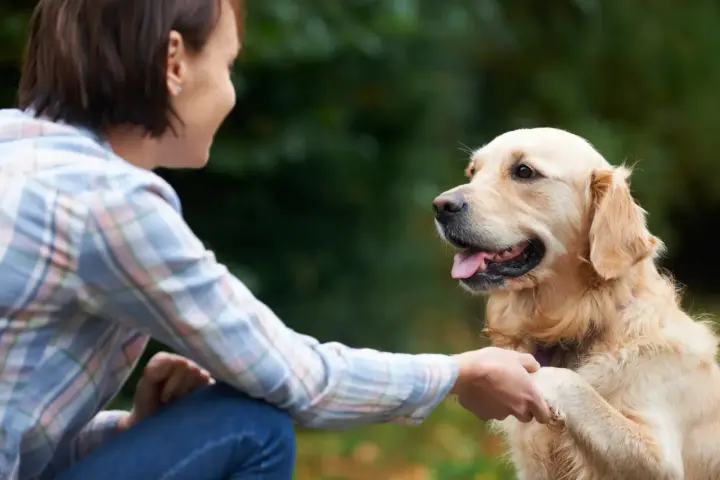 Mujer sonríe a su perro golden retriever mientras le da la pata, un momento clave en como educar a un perro adulto.