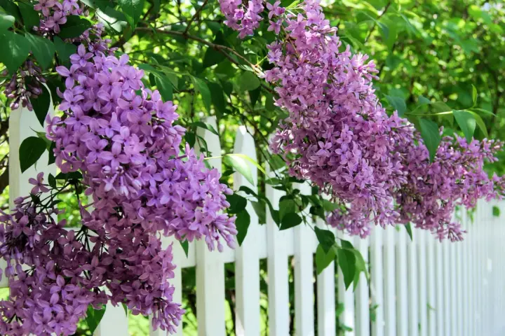Lila syrenblommor hänger över ett vitt staket. Det är dags att beskära syrenen för att ge plats åt nya blommor.