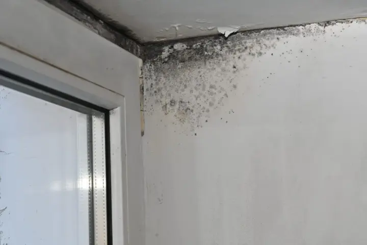 Angolo di una stanza con evidenti danni da infiltrazioni acqua piovana, muffa nera e scrostamenti sul soffitto e sulla parete vicino al serramento.