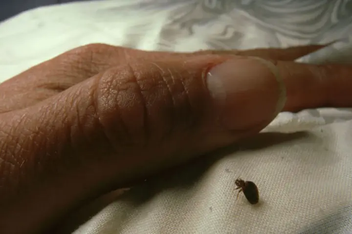 Una pequeña chinche se arrastra cerca de un dedo humano. Es una imagen inquietante que muestra el momento en que salen las chinches.