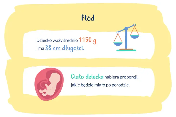28 tydzień ciąży: płód waży 1150g i ma 38cm. Ciało dziecka nabiera proporcji.