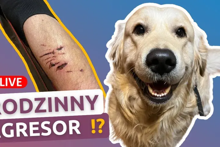 Czy golden retriever niszczy? Jak uniknąć zniszczeń w domu