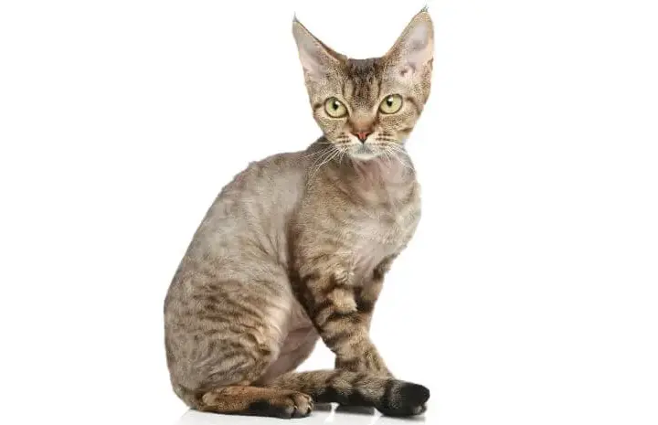 Devon Rex a Sfinks: Kluczowe różnice i cechy, które musisz znać