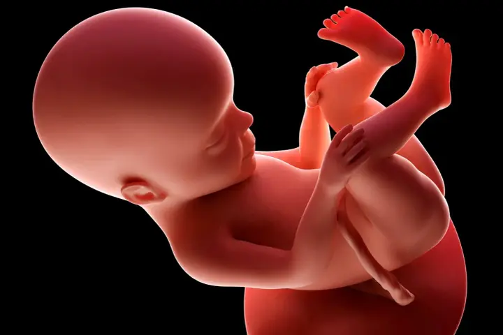 Płód w 27 tygodniu ciąży, zgięty w łonie matki, z widocznymi dłońmi i stopami.