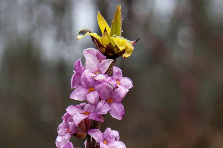 En gren med lila blommor och en gul knopp, täckt av vattendroppar. Tibast är vacker men giftig.