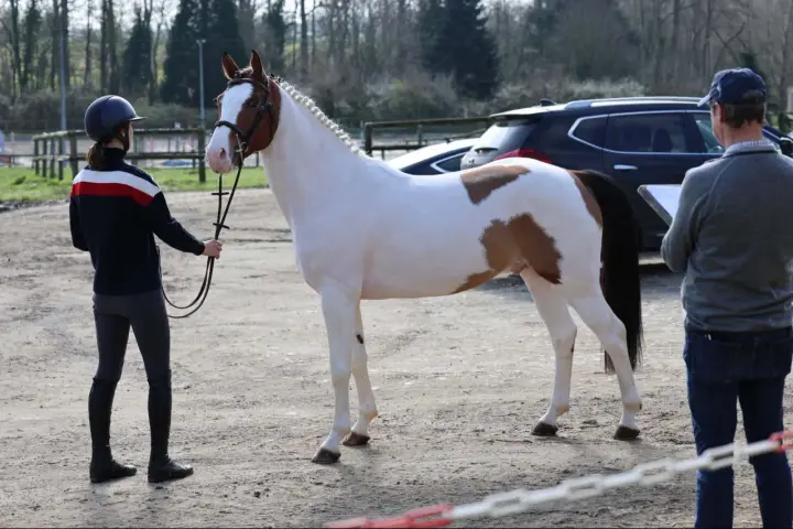 Un magnifique cheval pie est présenté par une cavalière, tandis qu'un homme note des observations. Un check in etalon est en cours.