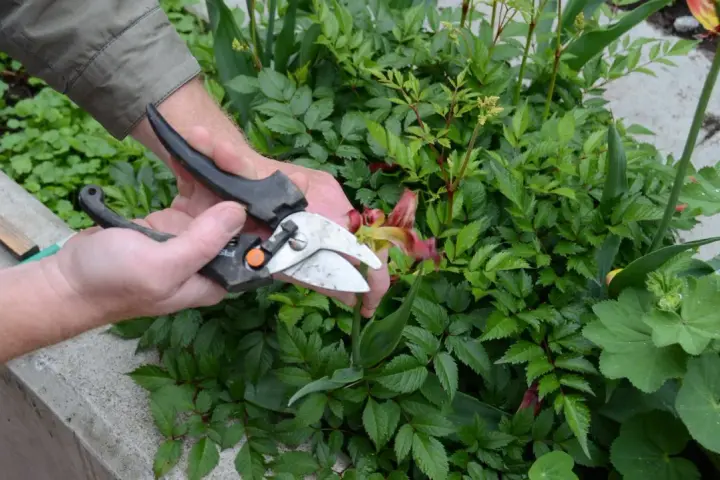 Händer som klipper en blomma med sekatör bland gröna buskar.
