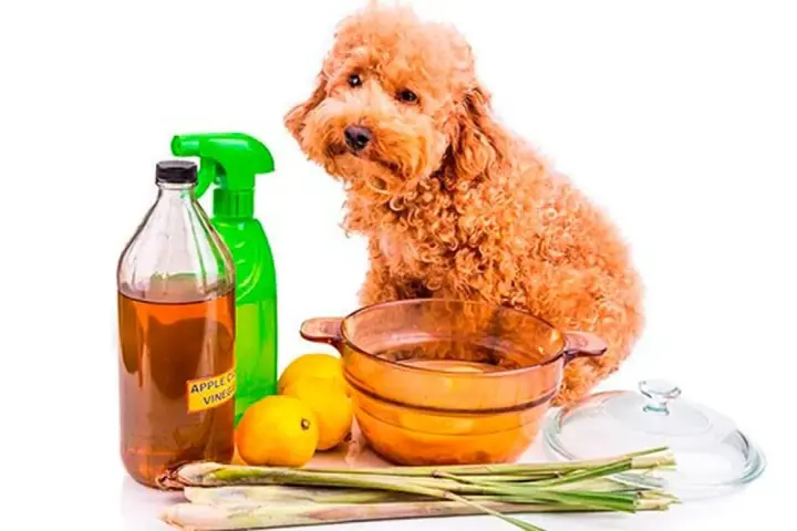 Un perro poodle mira mientras se preparan remedios caseros para pulgas en perros: vinagre de manzana, limones y hierbas.