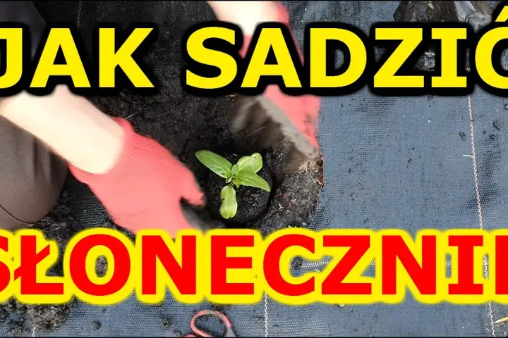 Jak sadzić słonecznik: kluczowe błędy do uniknięcia i najlepsze praktyki