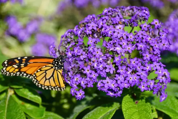 Motyl monarcha na fioletowych kompozycjach kwiatowych z heliotropem.