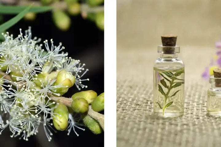 Fiori bianchi di melaleuca e boccette di olio essenziale.