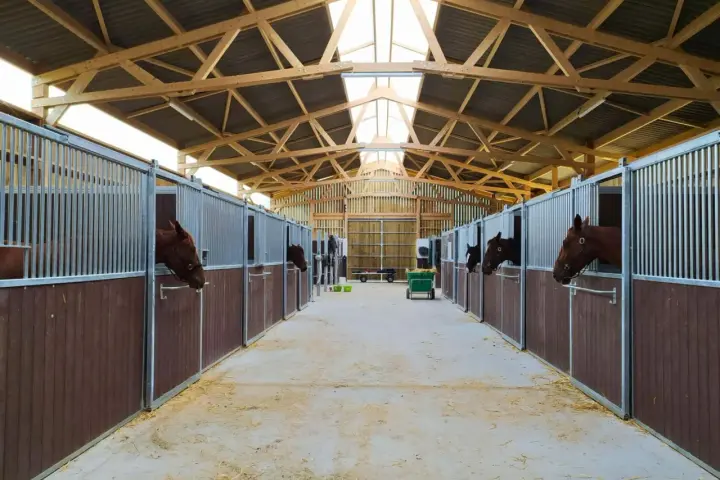 Cheval curieux dans sa stalle, dans une écurie moderne offrant une stabulation libre spacieuse et lumineuse.