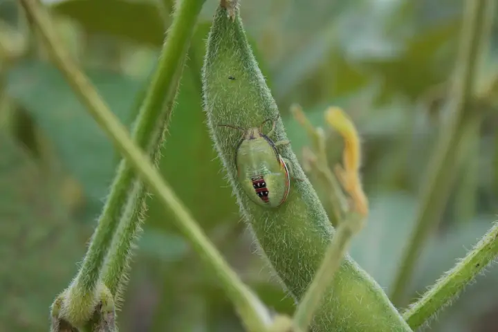 Un insecto verde con marcas rojas y negras, una de las chinches de campo, descansa sobre una vaina de soja peluda.