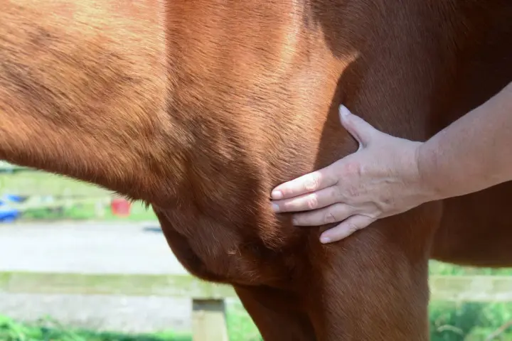 Main d'un vétérinaire palpant un lipome sous la peau d'un cheval bai.