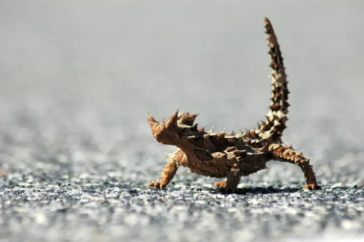 Kolczatka australijska, jedno z najdziwniejszych zwierząt świata, na tle szarego podłoża.