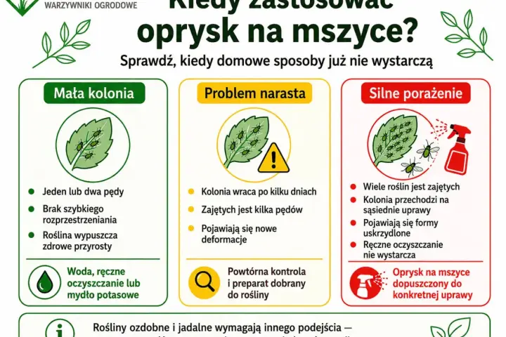 Kiedy stosować oprysk na mszyce? Gdy problem narasta, pojawiają się nowe deformacje, a ręczne czyszczenie nie wystarcza. Wtedy oprysk jest dopuszczony do konkretnej uprawy.