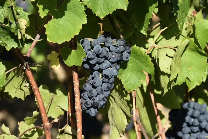 Grappes de gamay saint romain mûrissant sous le soleil, prêtes à être récoltées pour un vin de qualité.