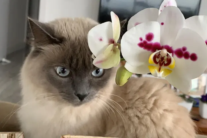 Kot z niebieskimi oczami obok białej orchidei. Czy storczyk jest trujący dla kota? Nie, storczyki są bezpieczne dla kotów.