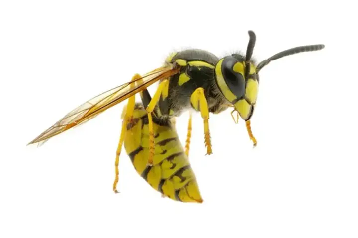 Una avispa chaqueta amarilla, con sus alas transparentes y cuerpo a rayas, se cierne en el aire.