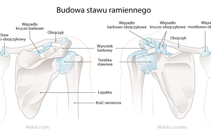 Ilustracja anatomiczna stawu ramiennego z widokiem z przodu i z tyłu, pokazująca obojczyk, łopatkę i mostek.
