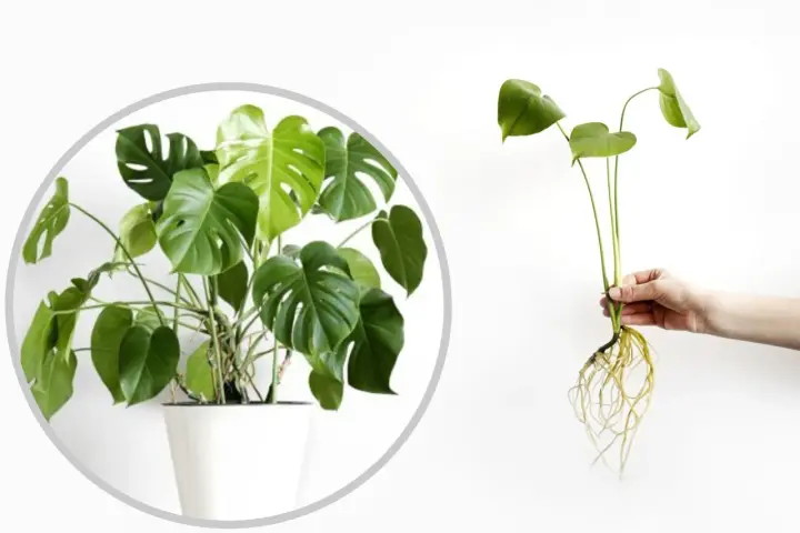 Monstera w doniczce i jej ukorzeniona sadzonka, gotowa do posadzenia. Dowiedz się, jak rozsadzić monsterę.