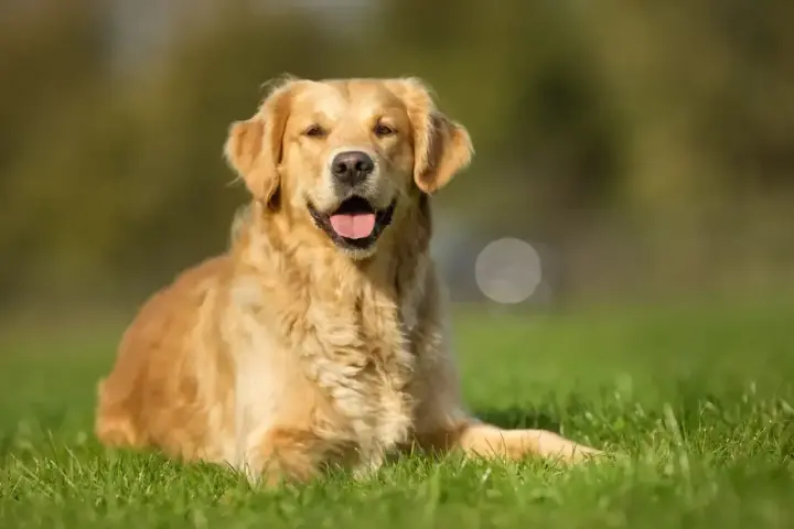Uśmiechnięty golden retriever na trawie. Zastanawiasz się, czy pies może jeść pistacje? Lepiej nie ryzykować i nie sprawdzać.