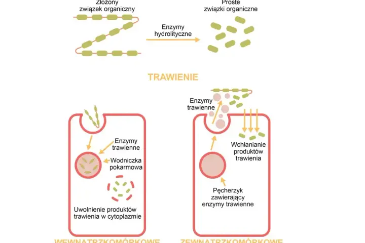 Schemat pokazuje, jak enzymy trawienne, np. pepsyna, rozkładają złożone związki organiczne na proste, umożliwiając ich wchłanianie.
