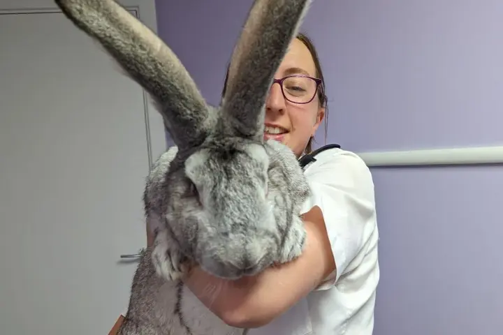 Una donna sorride tenendo in braccio un coniglio gigante, le sue lunghe orecchie grigie dominano l'inquadratura.