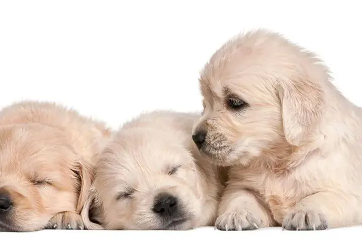 Ile kosztuje golden retriever z hodowli? Poznaj ukryte koszty i różnice