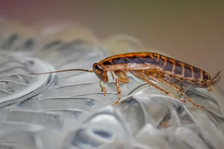 Cucaracha sobre superficie transparente. ¿Buscas cómo fumigar cucarachas casero?