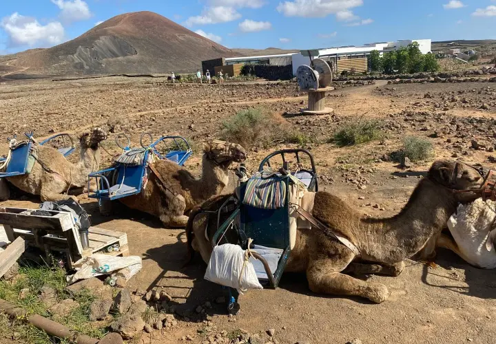 Camellos descansando en un paisaje volcánico de lajares en Fuerteventura, con un cono volcánico al fondo.